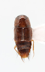 Habrocerus capillaricornis