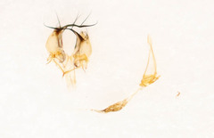 Habrocerus capillaricornis