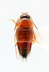 Tachyporus browni
