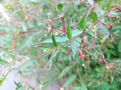 Ludwigia hyssopifolia