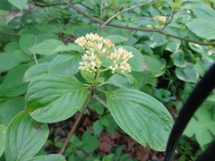 Cornus alternifolia