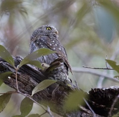 Glaucidium gnoma