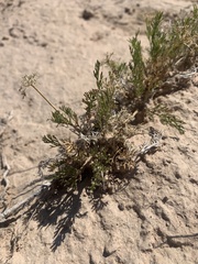 Musineon tenuifolium
