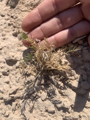 Musineon tenuifolium
