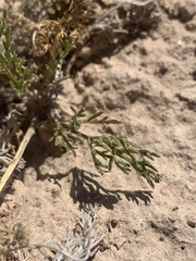 Musineon tenuifolium