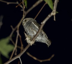Micrathene whitneyi