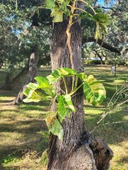 Epipremnum
