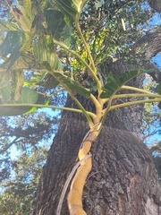 Epipremnum