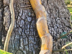 Epipremnum