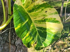 Epipremnum