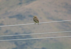 Athene noctua vidalii