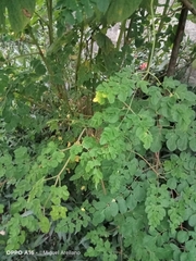 Moringa oleifera