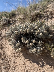 Eriogonum pauciflorum