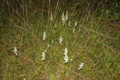 Spiranthes cernua