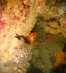 Sycozoa cerebriformis