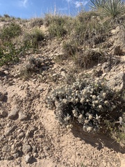 Eriogonum pauciflorum