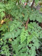 Moringa oleifera