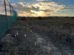 Chloropyron maritimum maritimum