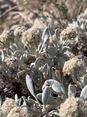 Eriogonum pauciflorum