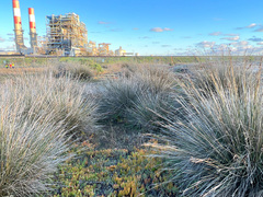 Juncus acutus leopoldii