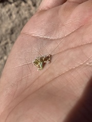 Eriogonum pauciflorum