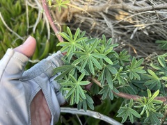Lupinus arboreus
