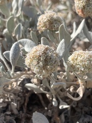 Eriogonum pauciflorum
