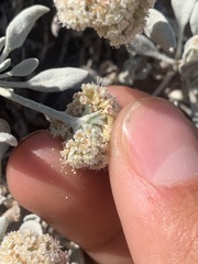 Eriogonum pauciflorum