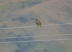 Athene noctua vidalii