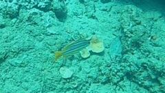 Lutjanus carponotatus