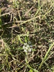 Lobularia maritima