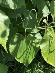 Piper auritum