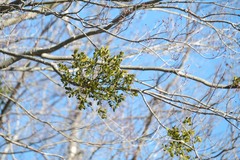 Phoradendron leucarpum