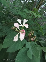 Bauhinia monandra