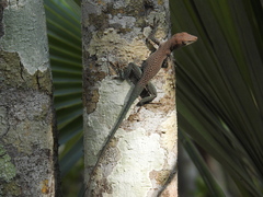 Anolis conspersus