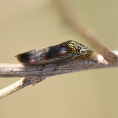 Homalodisca liturata