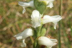Spiranthes cernua