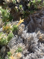 Linanthus caespitosus
