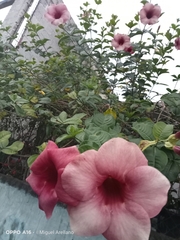 Allamanda blanchetii