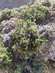 Linanthus caespitosus