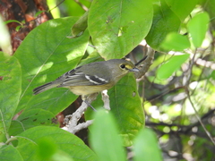 Vireo crassirostris