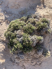 Linanthus caespitosus