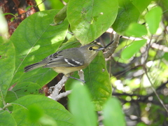 Vireo crassirostris
