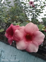 Allamanda blanchetii