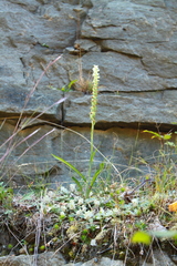Spiranthes ochroleuca