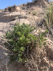 Galegeae