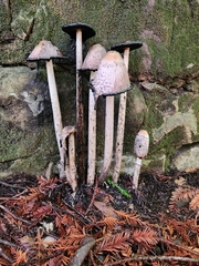 Coprinus comatus