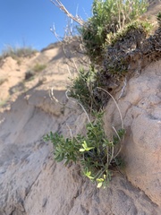 Galegeae