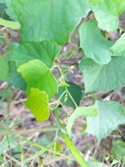 Ampelopsis glandulosa
