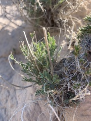 Galegeae